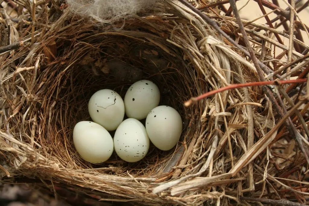 house finch nesting habits