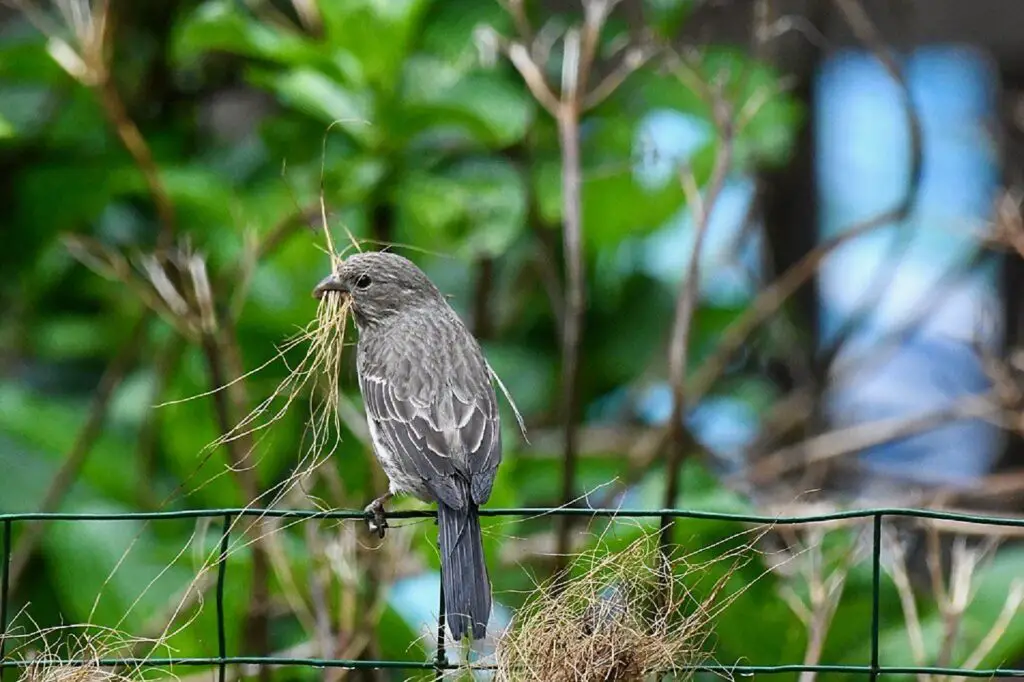 house finch nesting habits