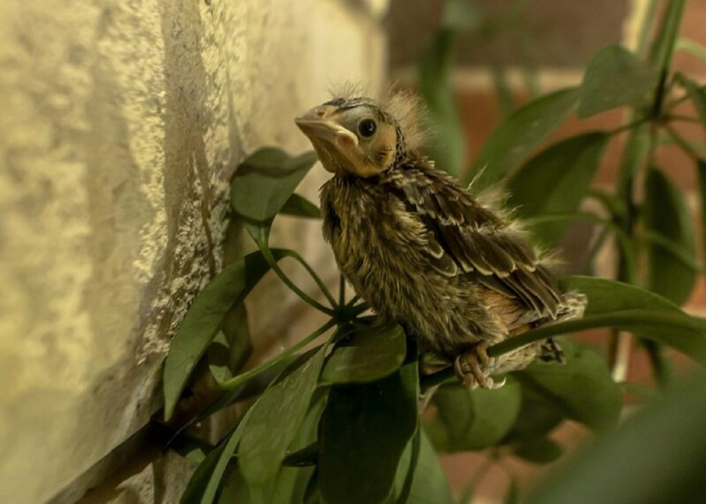 house finch nesting habits