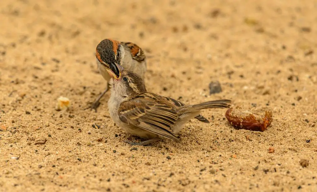 house finch nesting habits