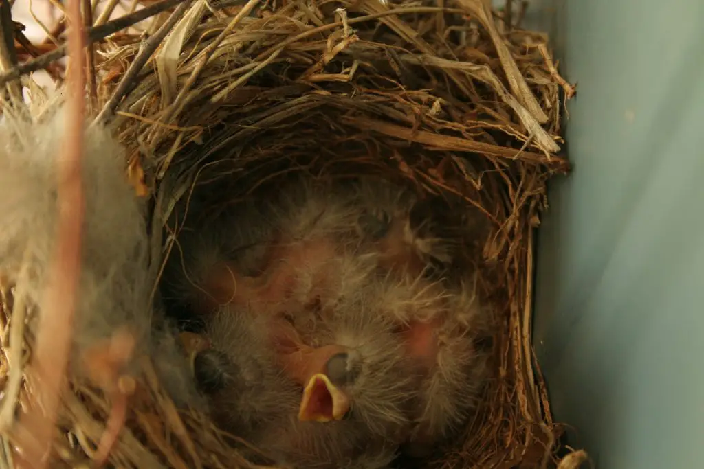 house finch nesting habits