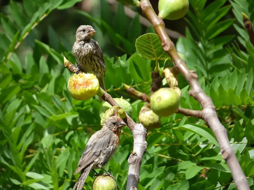 house finch nesting habits