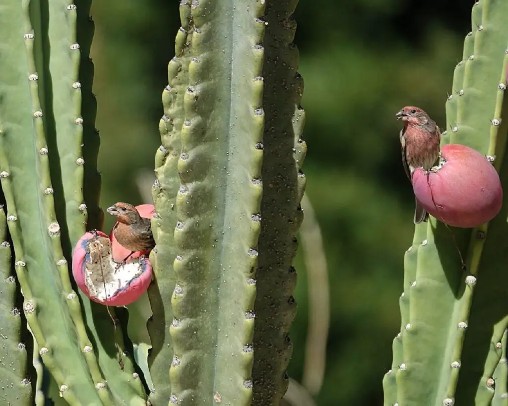 house finch nesting habits