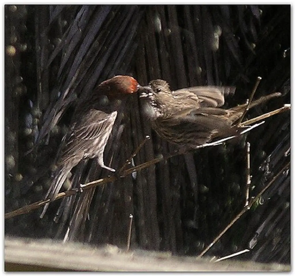 house finch nesting habits