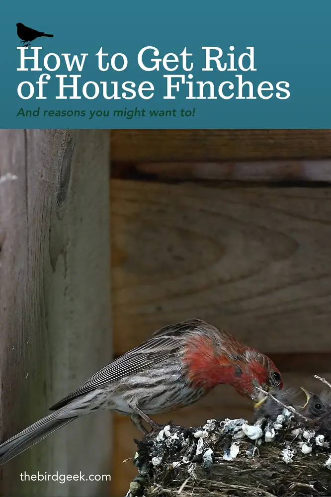 How to Get Rid of House Finches