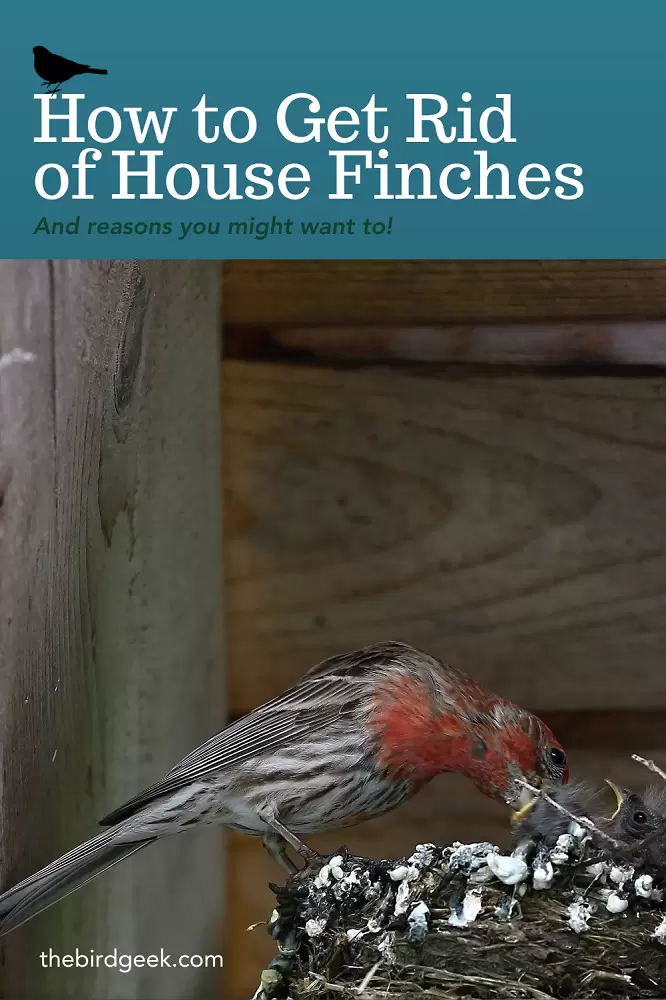 how to get rid of house finches