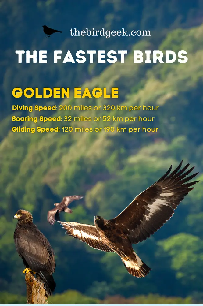fastest flying birds