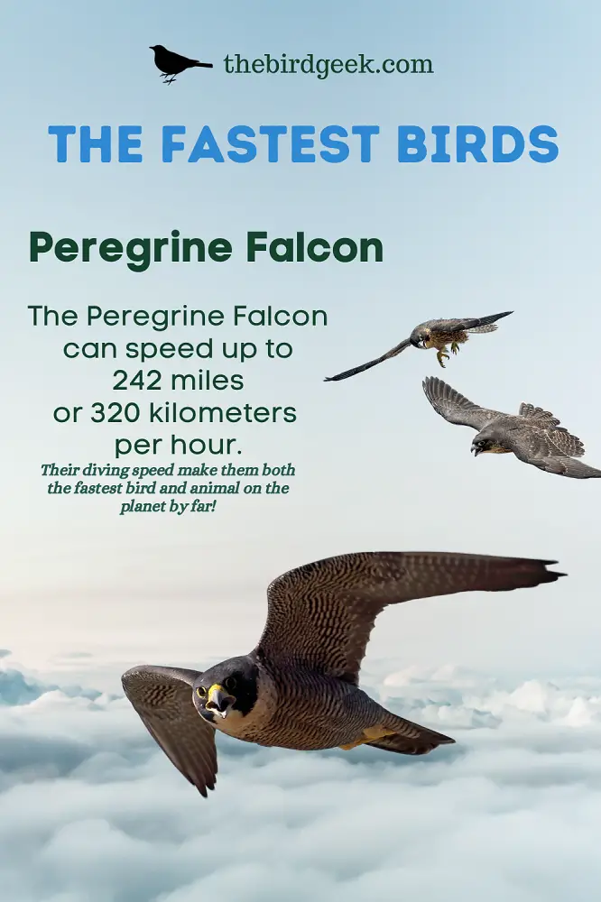 fastest flying birds