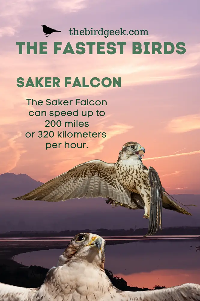 fastest flying birds