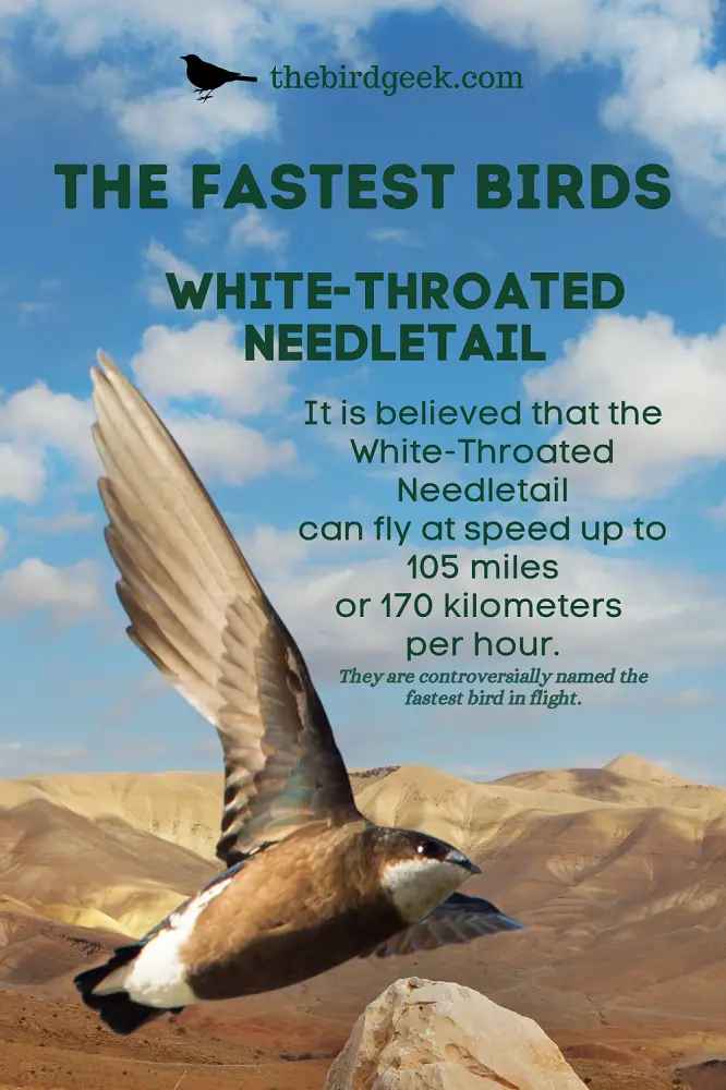 fastest flying birds