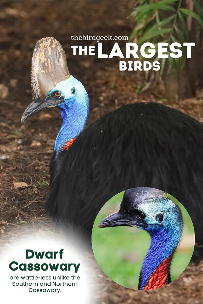 largest birds