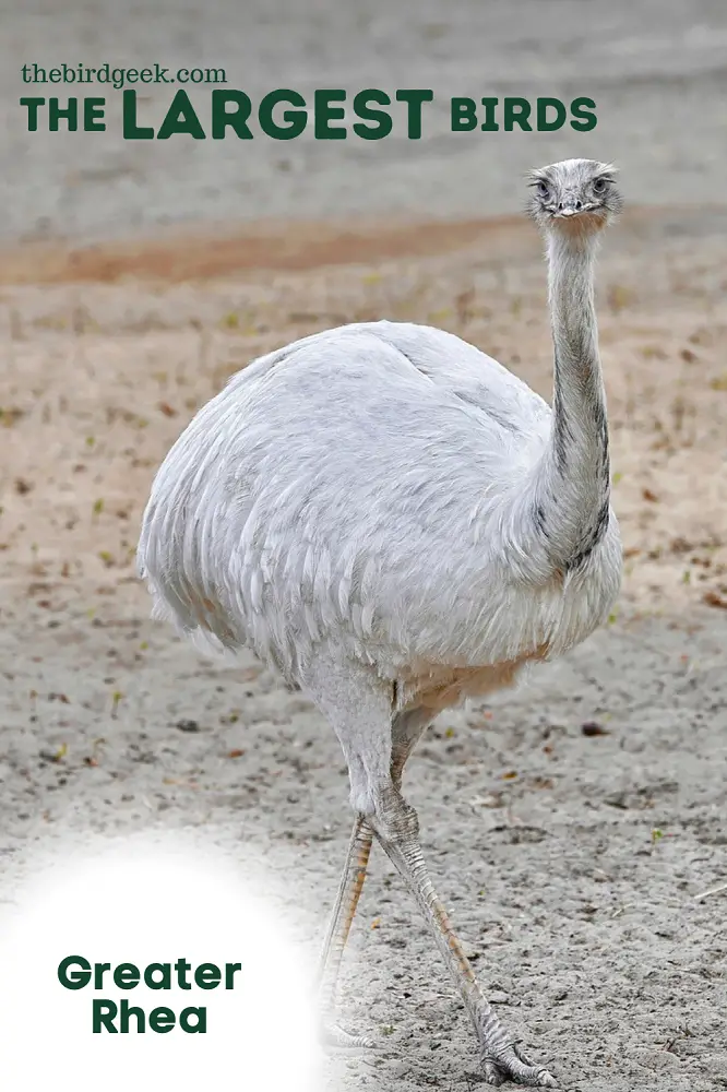 largest birds