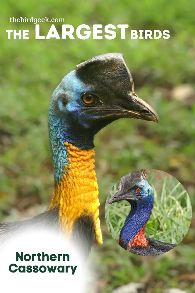 largest birds