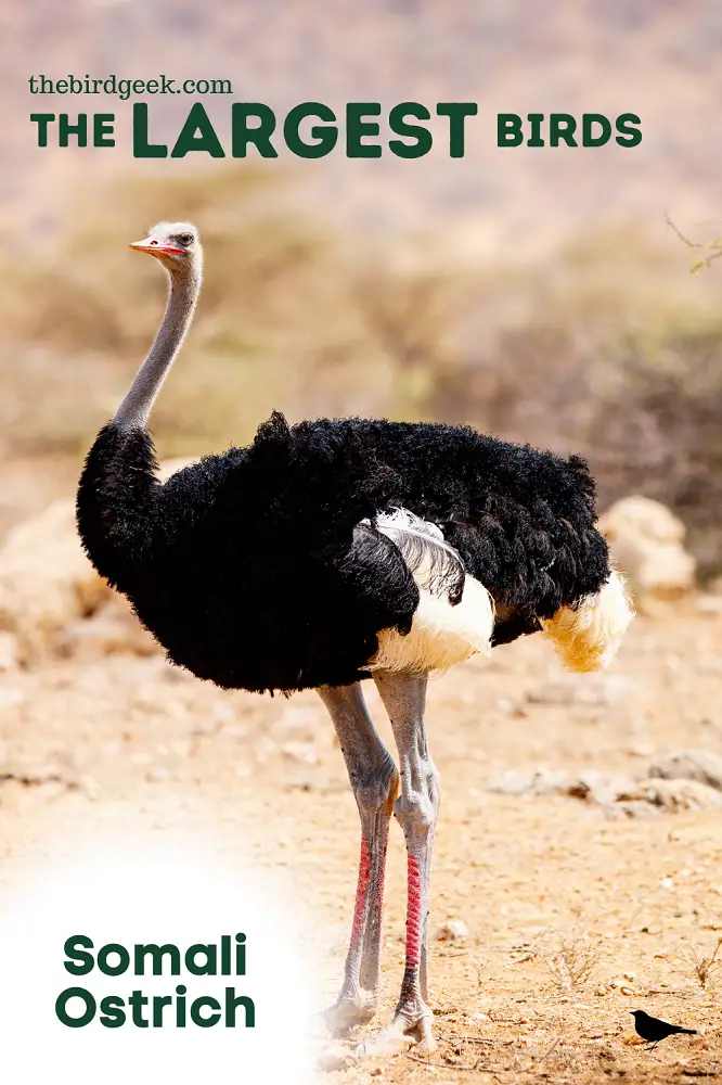 largest birds