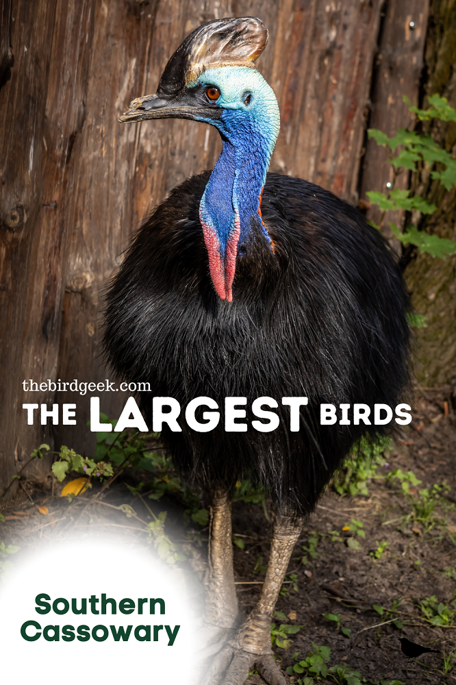 largest birds