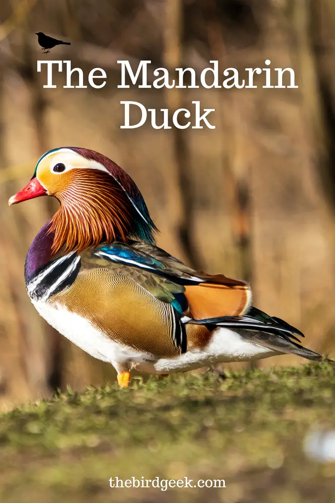 wood duck vs mandarin duck