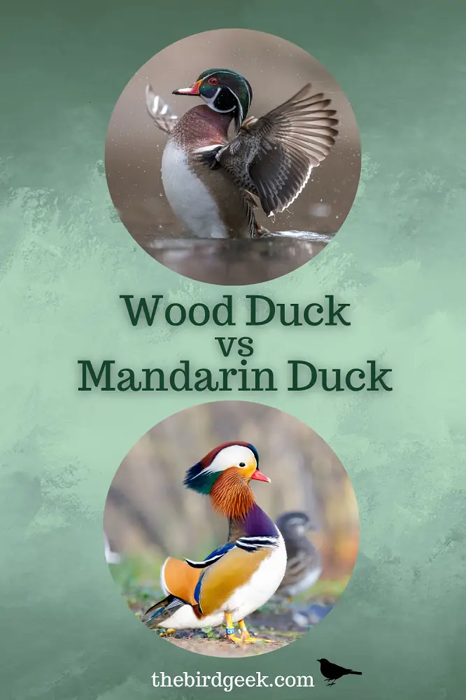 Wood Duck vs Mandarin Duck Pin