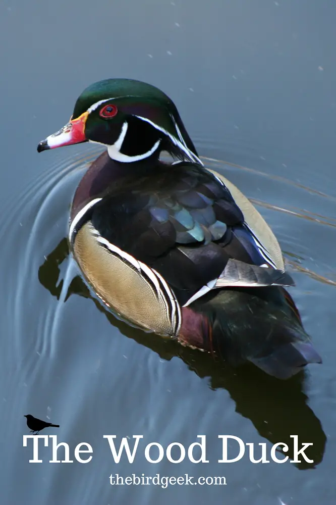 wood duck vs mandarin duck