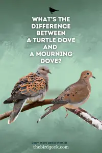 Turtle Dove vs Mourning Dove - The Bird Geek
