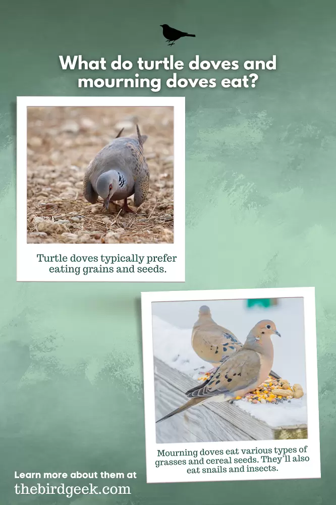 Turtle Dove vs Mourning Dove 4 turtle dove vs mourning dove