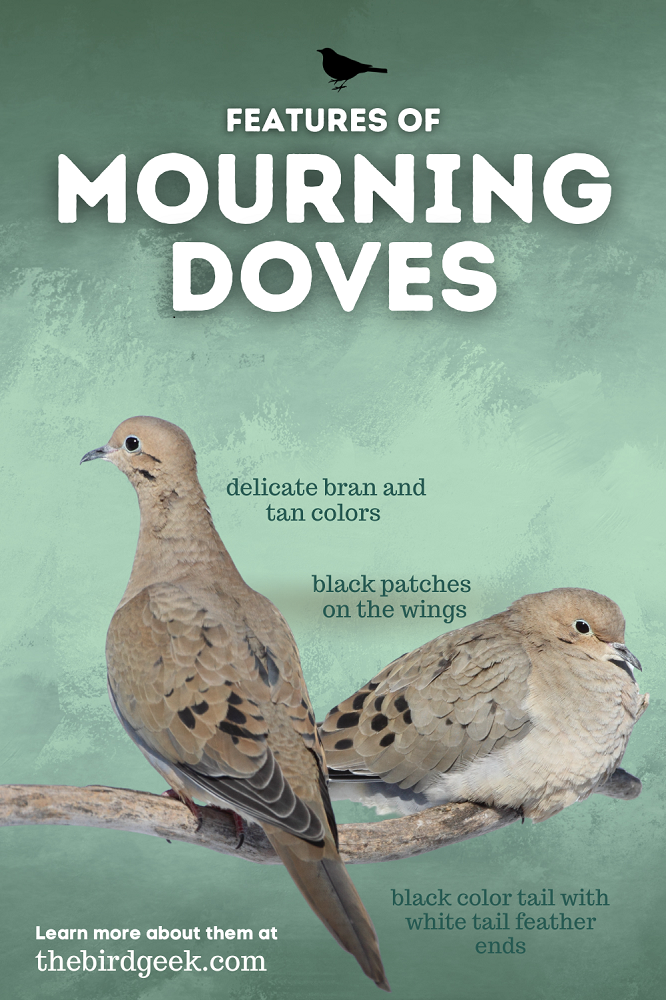turtle dove vs mourning dove