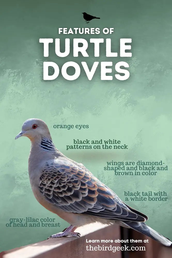 turtle dove vs mourning dove