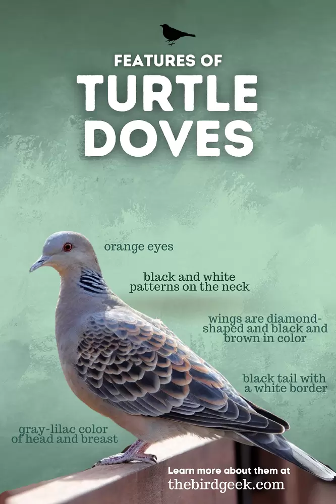 Turtle Dove vs Mourning Dove 2 turtle dove vs mourning dove