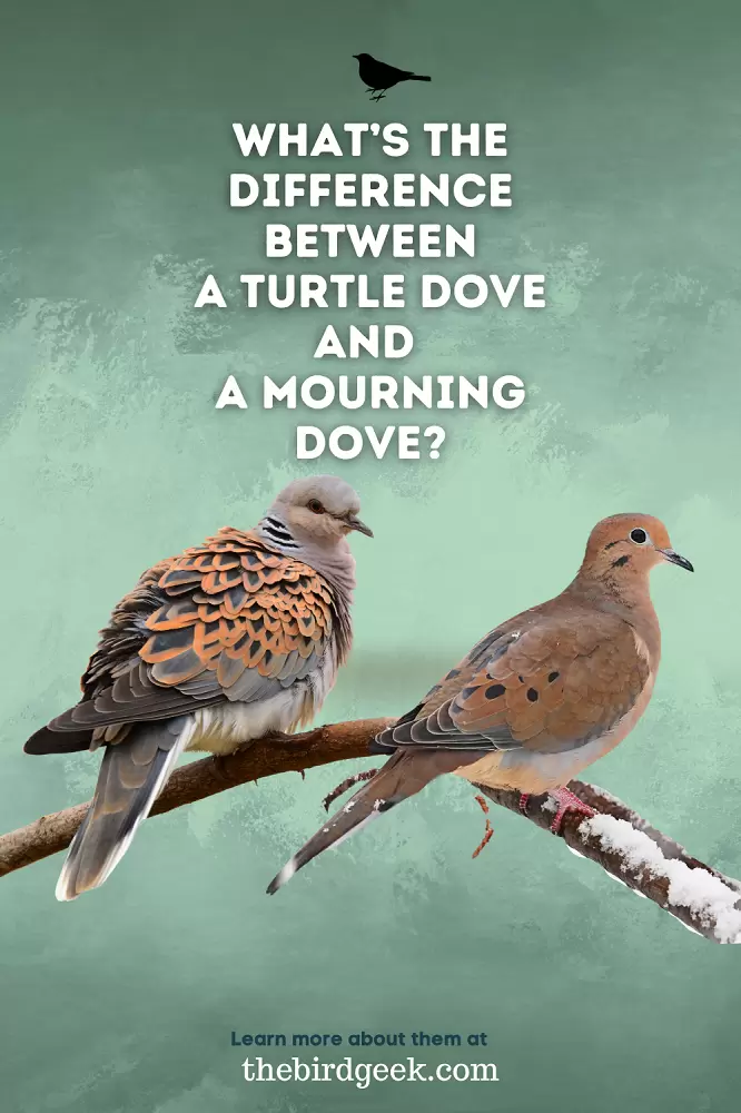 turtle dove vs mourning dove